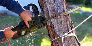 Best Fruit Tree Pruning  in Mescal, AZ